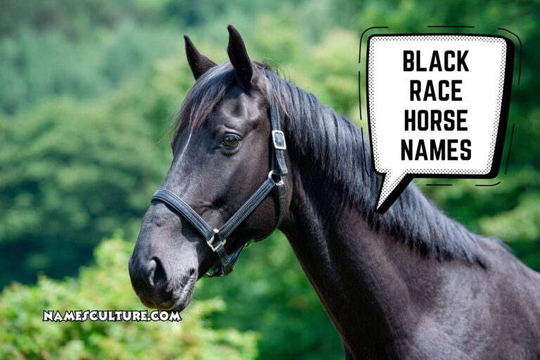 black race horse names