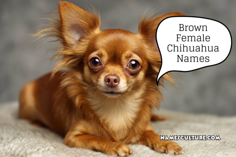 brown female chihuahua names