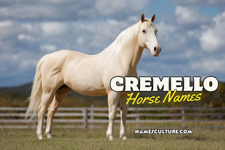 cremello horse names